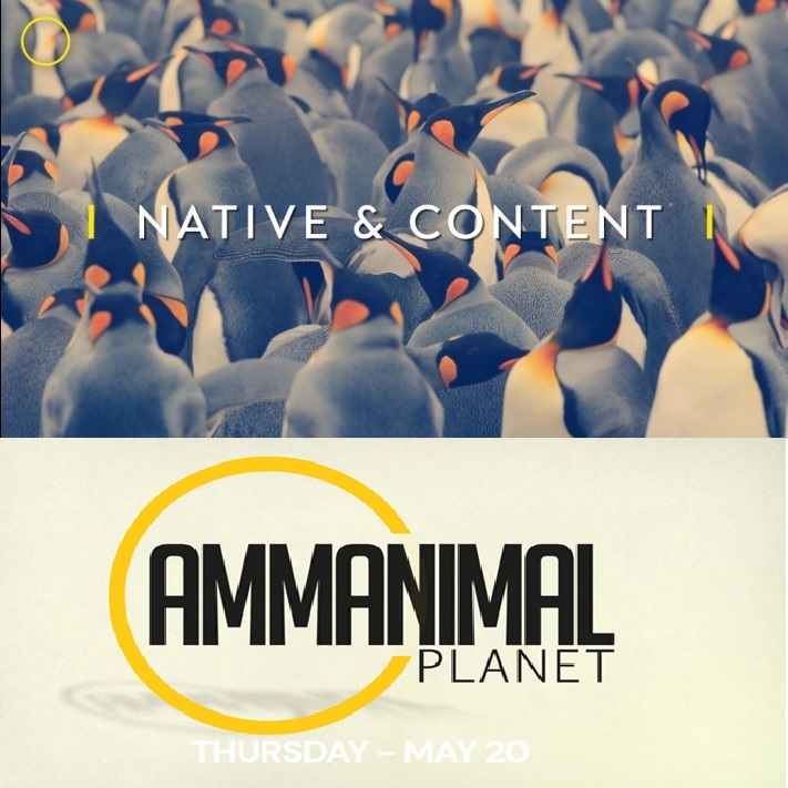 AMMA 2021: De genomineerden in de categorie ‘Best Use of Native and Content’